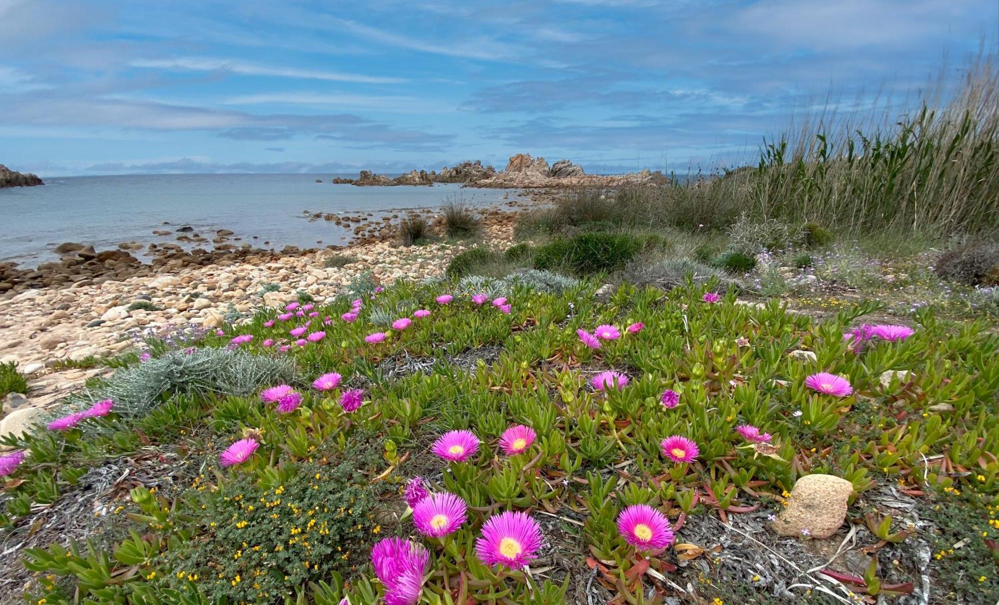Gli Oleandri Di Calarossa - 5M Walk To The Beach Isola Rossa Exterior photo